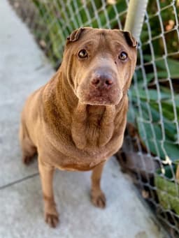Kahlua image 1