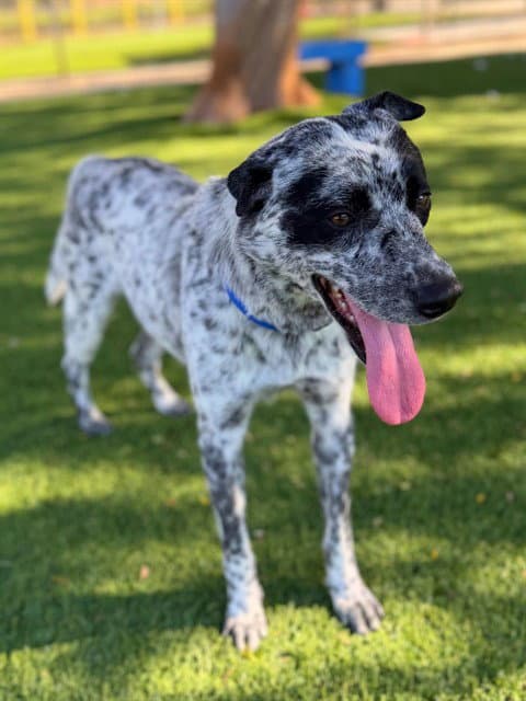 Squirrel - Australian Cattle Dog/Blue Heeler