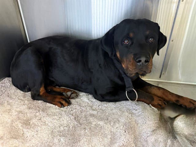 Bo - Rottweiler