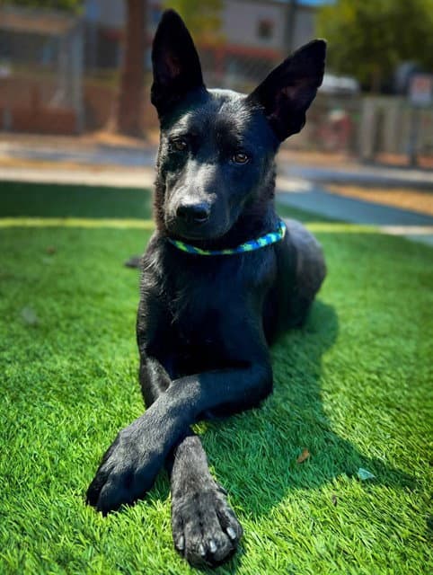 Tosina - German Shepherd Dog