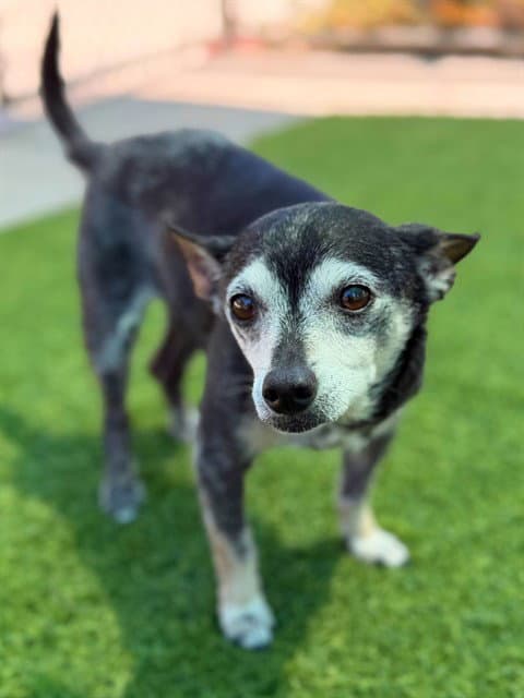 Chico - Chihuahua