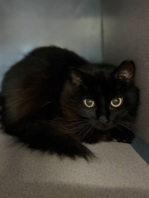 Storm - Domestic Short Hair