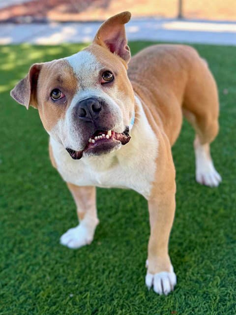 Browney - English Bulldog