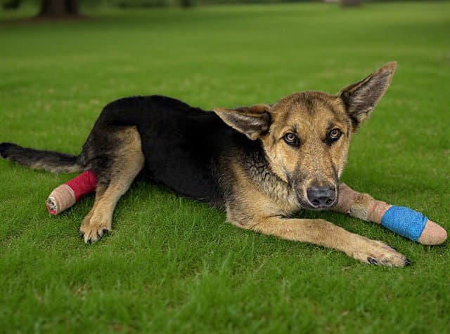 King Max - German Shepherd Dog