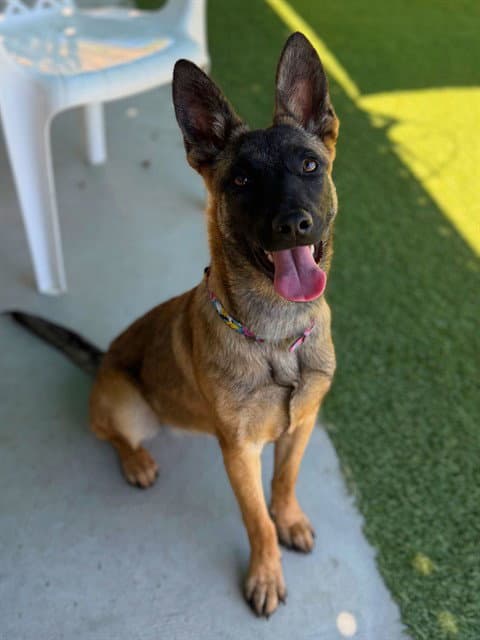 Cleo - Belgian Shepherd Malinois