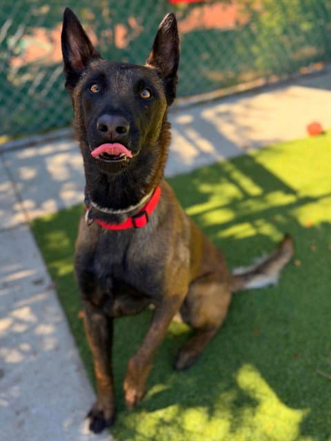 Oakley - Belgian Shepherd Malinois