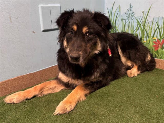 Mama Bear - German Shepherd Dog