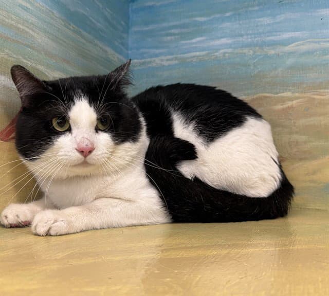 Keith - Domestic Short Hair