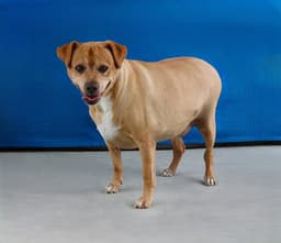 Archie image 1