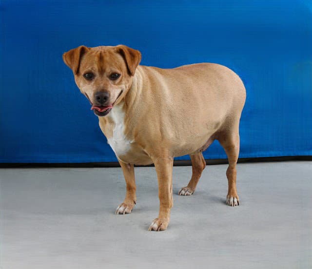 Archie - Pit Bull Terrier