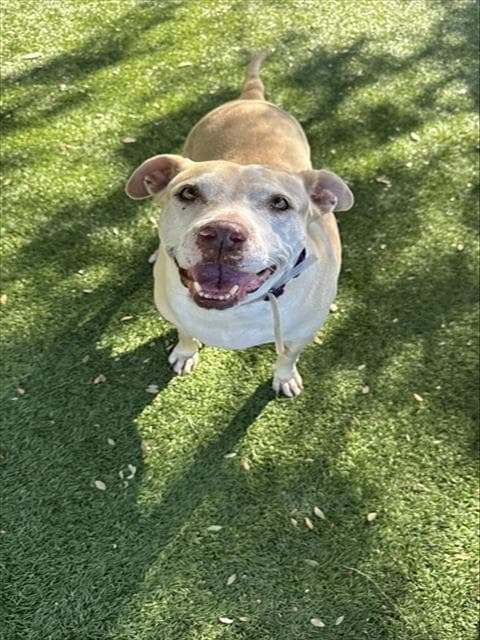 Roxy - Pit Bull Terrier