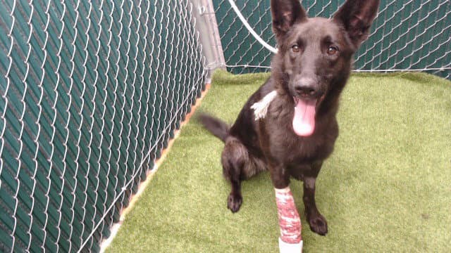 Spooky - Belgian Shepherd Malinois