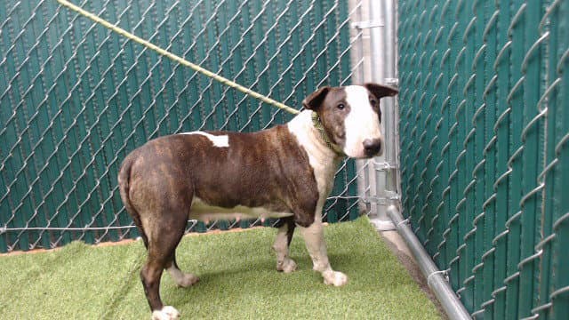 Nugget - Bull Terrier