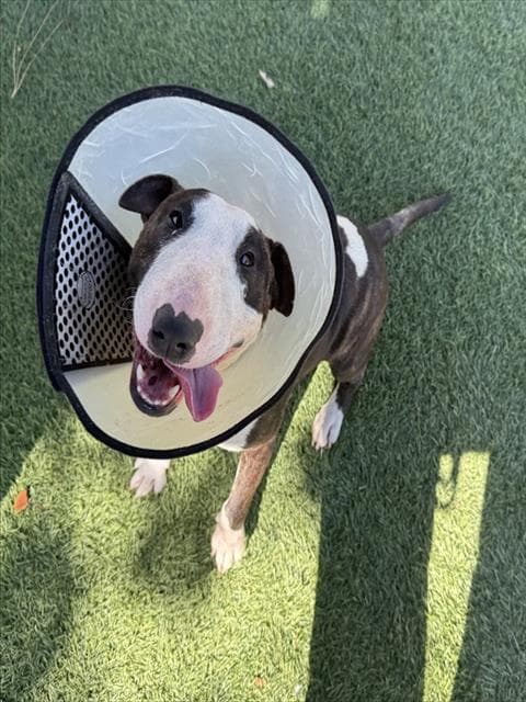 Nugget - Bull Terrier