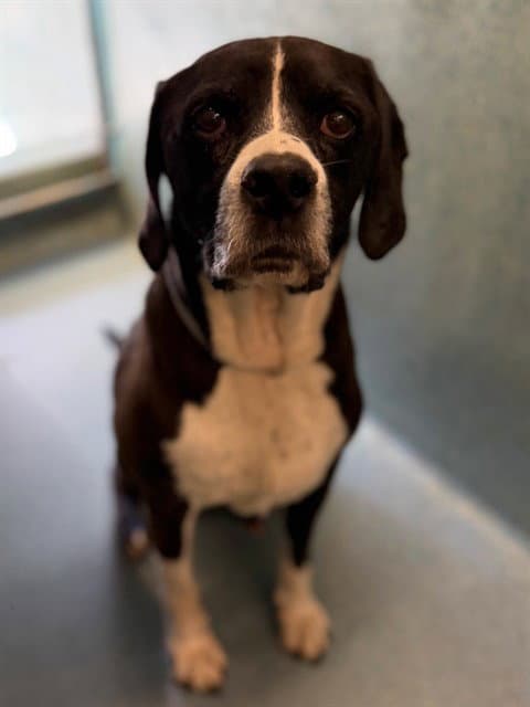 Sage - Basset Hound