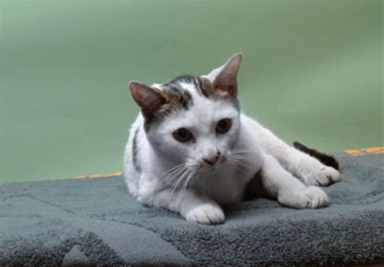 Kitty - Domestic Short Hair