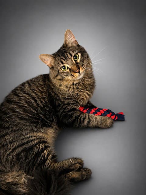 Miles - Domestic Short Hair