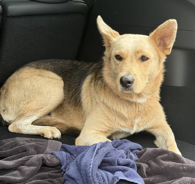 Ethel - German Shepherd Dog