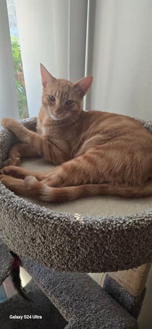 Ri Ri - Domestic Short Hair