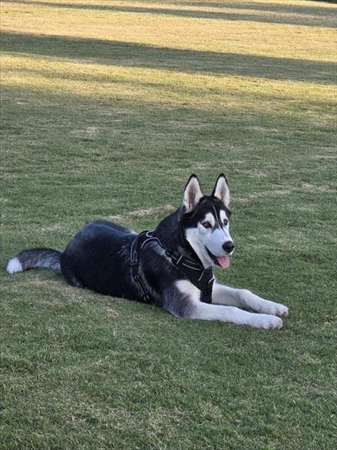 Lunar - Siberian Husky