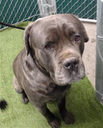 Snuffy - Mastiff