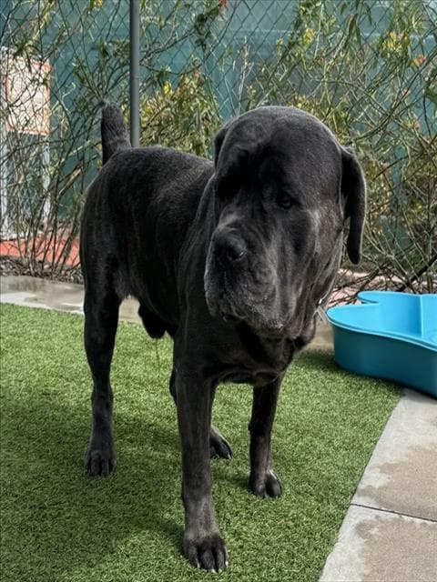 Snuffy - Mastiff