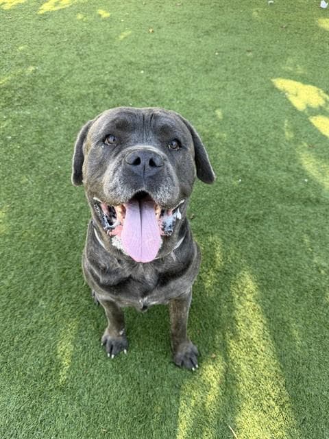 Snuffy - Cane Corso Mastiff