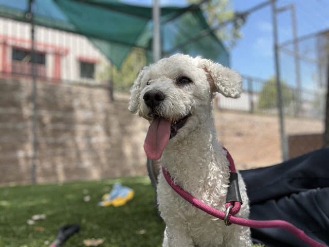 Unknown - Poodle (Miniature)