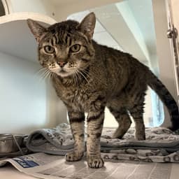 Tom image 1