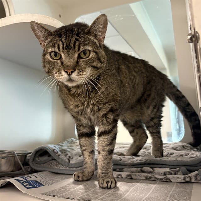 Tom - Domestic Short Hair
