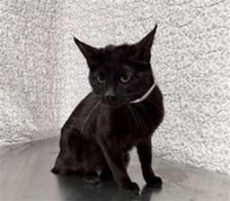 Bella image 1