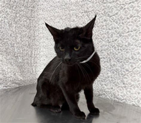 Bella - Domestic Short Hair