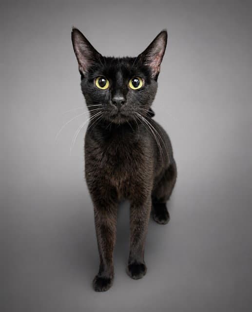 Bella - Domestic Short Hair