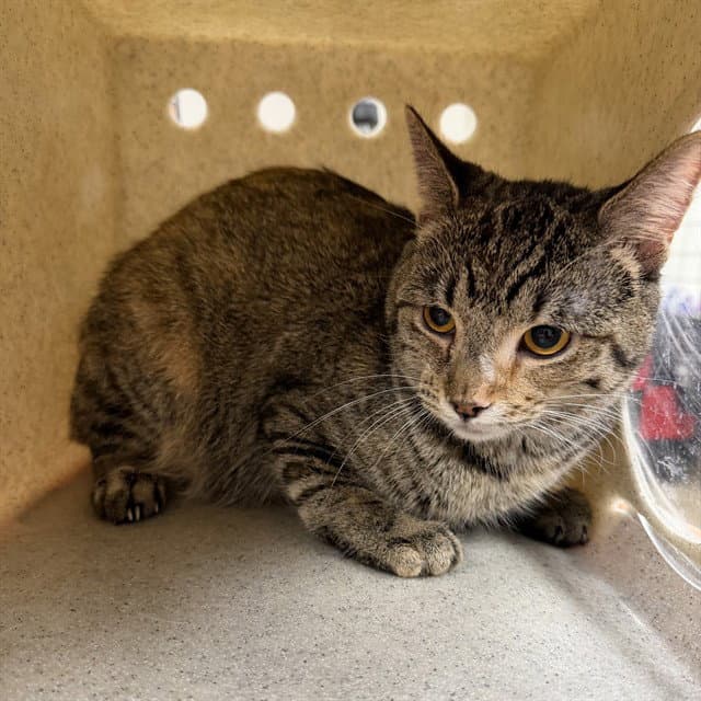 Taffy - Domestic Short Hair