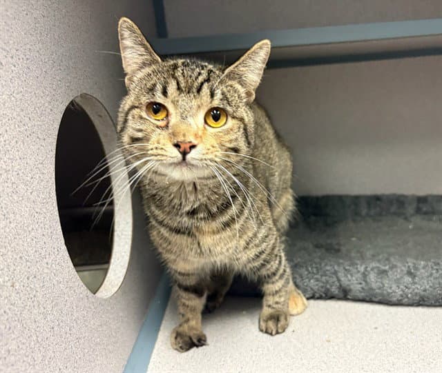 Taffy - Domestic Short Hair