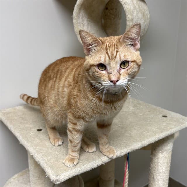 Wheeler - Domestic Short Hair