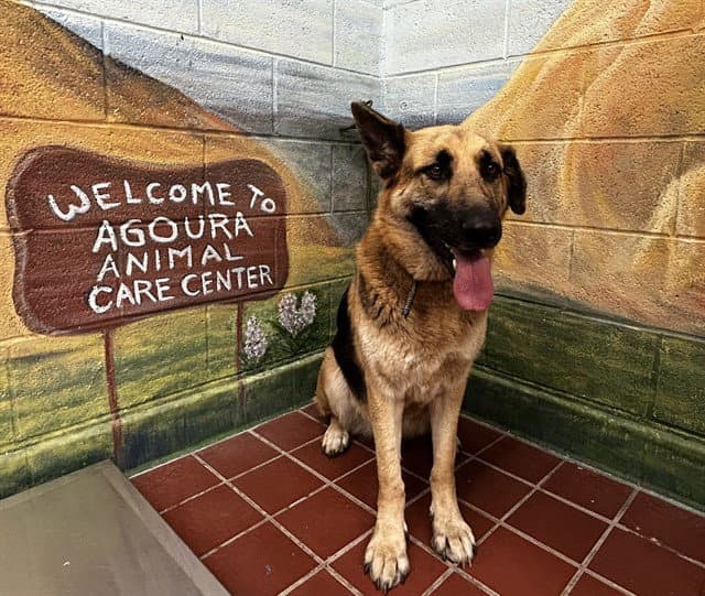 Marie Curie - German Shepherd Dog