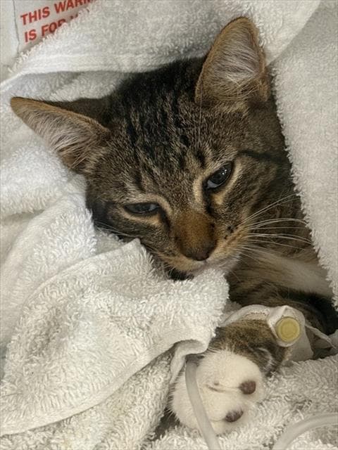 Catrick Swayze - Domestic Short Hair