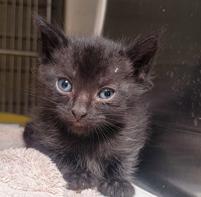 Neptune - Domestic Short Hair