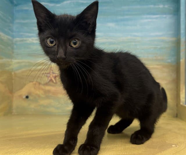 Unknown - Domestic Short Hair