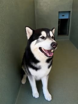 Kai image 1