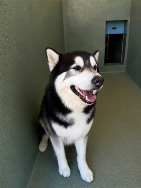 Kai - Siberian Husky