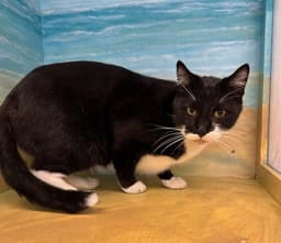 Tux image 1