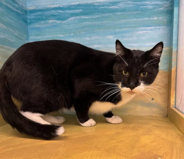 Tux - Domestic Short Hair