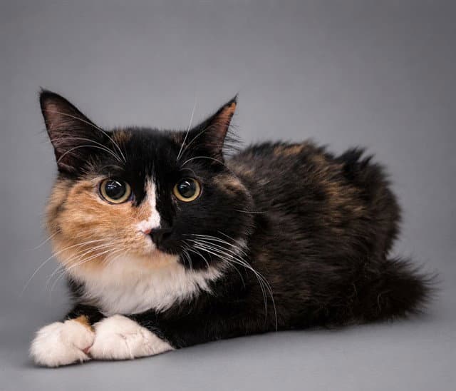 Fi Fi - Domestic Medium Hair