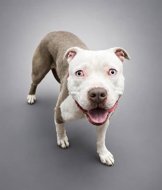 Unknown - Pit Bull Terrier