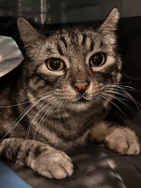 Gus - Domestic Short Hair