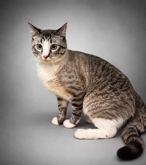 Habanero - Domestic Short Hair