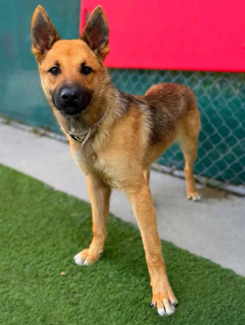 Yote - German Shepherd Dog