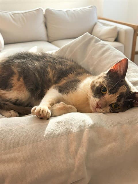 Mosaic - Domestic Medium Hair